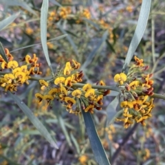 Daviesia mimosoides subsp. mimosoides at Jerrabomberra, NSW - 15 Oct 2022 05:39 PM