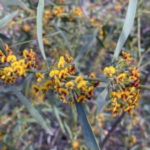 Daviesia mimosoides subsp. mimosoides at Jerrabomberra, NSW - 15 Oct 2022