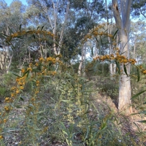 Daviesia mimosoides subsp. mimosoides at Jerrabomberra, NSW - 15 Oct 2022 05:39 PM