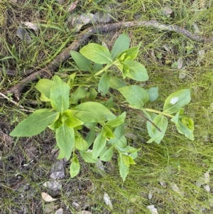 Centranthus ruber at Jerrabomberra, NSW - 15 Oct 2022