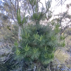 Pinus radiata at Jerrabomberra, NSW - 15 Oct 2022 05:32 PM