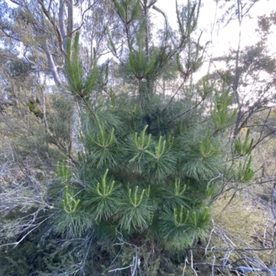 Pinus radiata (Monterey or Radiata Pine) at Jerrabomberra, NSW - 15 Oct 2022 by Steve_Bok