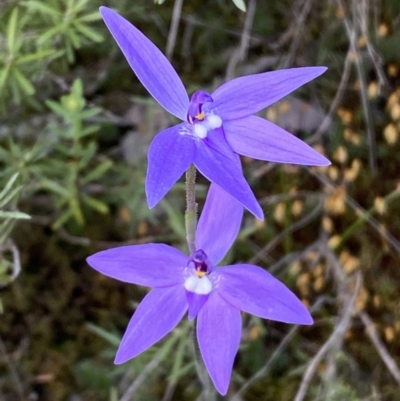 Glossodia major (Wax Lip Orchid) at Jerrabomberra, NSW - 15 Oct 2022 by SteveBorkowskis