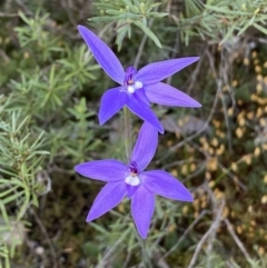 Glossodia major at Jerrabomberra, NSW - 15 Oct 2022