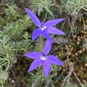 Glossodia major at Jerrabomberra, NSW - 15 Oct 2022