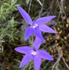 Glossodia major at Jerrabomberra, NSW - 15 Oct 2022