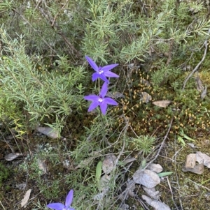 Glossodia major at Jerrabomberra, NSW - 15 Oct 2022