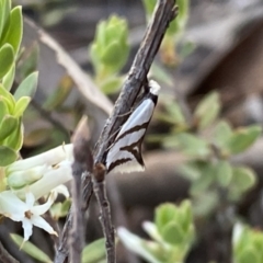 Ocystola paulinella (A Concealer Moth) at Mount Jerrabomberra - 15 Oct 2022 by Steve_Bok