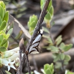 Ocystola paulinella at Jerrabomberra, NSW - 15 Oct 2022