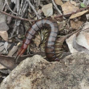 Cormocephalus aurantiipes at Wamboin, NSW - 4 Oct 2022