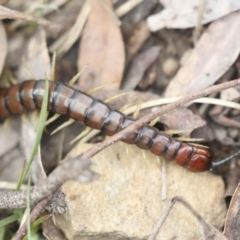 Cormocephalus aurantiipes at Wamboin, NSW - 4 Oct 2022