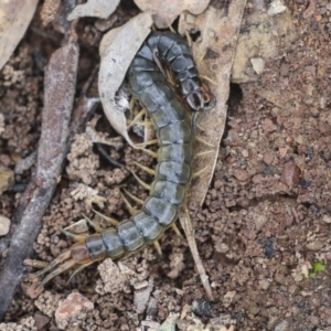 Cormocephalus aurantiipes at Wamboin, NSW - 4 Oct 2022