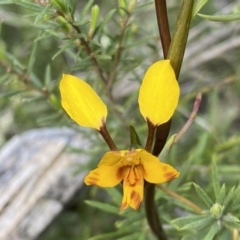 Diuris sp. (A Donkey Orchid) at Mount Jerrabomberra - 15 Oct 2022 by Steve_Bok