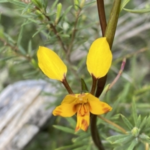 Diuris sp. at Jerrabomberra, NSW - 15 Oct 2022