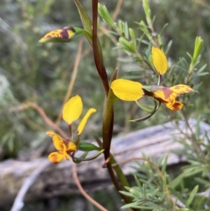 Diuris sp. at Jerrabomberra, NSW - 15 Oct 2022