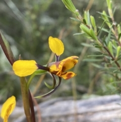 Diuris sp. at Jerrabomberra, NSW - 15 Oct 2022