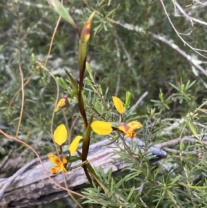 Diuris sp. at Jerrabomberra, NSW - 15 Oct 2022