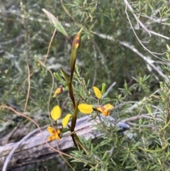 Diuris sp. at Jerrabomberra, NSW - 15 Oct 2022