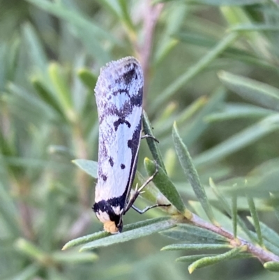 Philobota lysizona (A concealer moth) at Mount Jerrabomberra - 15 Oct 2022 by SteveBorkowskis