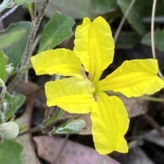 Goodenia hederacea (Ivy Goodenia) at Jerrabomberra, NSW - 15 Oct 2022 by SteveBorkowskis