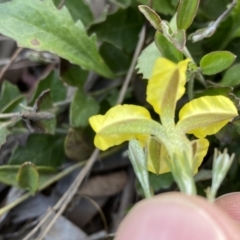 Goodenia hederacea at Jerrabomberra, NSW - 15 Oct 2022