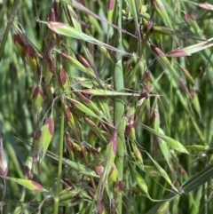 Ehrharta longiflora (Annual Veldt Grass) at Symonston, ACT - 15 Oct 2022 by SteveBorkowskis