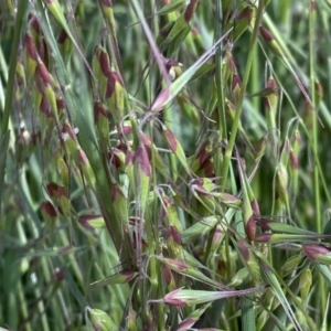 Ehrharta longiflora at Symonston, ACT - 15 Oct 2022