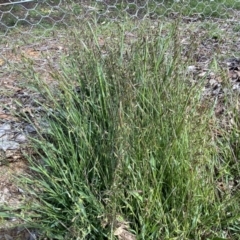 Ehrharta longiflora at Symonston, ACT - 15 Oct 2022