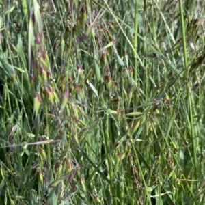 Ehrharta longiflora at Symonston, ACT - 15 Oct 2022