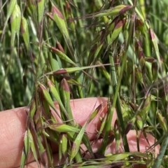 Ehrharta longiflora at Symonston, ACT - 15 Oct 2022