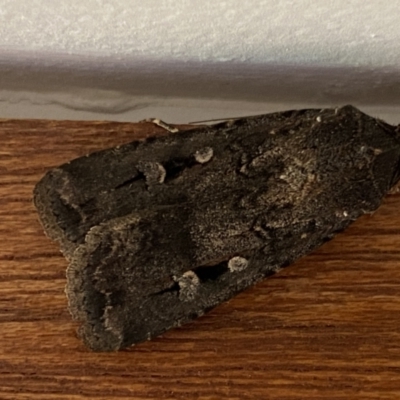 Agrotis infusa (Bogong Moth, Common Cutworm) at Jerrabomberra, NSW - 15 Oct 2022 by SteveBorkowskis