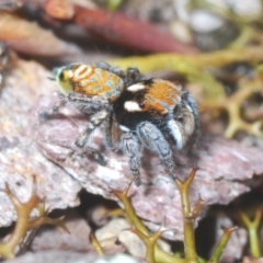 Maratus plumosus (Plumed Peacock Spider) at Cavan, NSW - 14 Oct 2022 by Harrisi