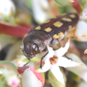 Castiarina parallela at Cavan, NSW - 15 Oct 2022