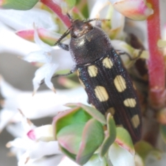 Castiarina parallela at Cavan, NSW - 15 Oct 2022 10:19 AM