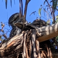 Podargus strigoides (Tawny Frogmouth) at Mawson, ACT - 15 Oct 2022 by dougsky