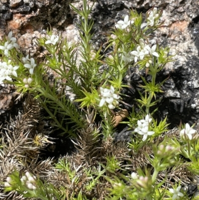 Asperula scoparia (Prickly Woodruff) at Rendezvous Creek, ACT - 15 Oct 2022 by JaneR