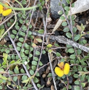 Bossiaea buxifolia at Rendezvous Creek, ACT - 15 Oct 2022 01:56 PM