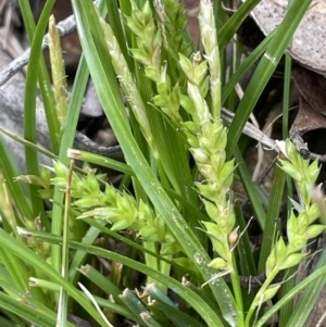 Carex breviculmis at Rendezvous Creek, ACT - 15 Oct 2022 04:01 PM