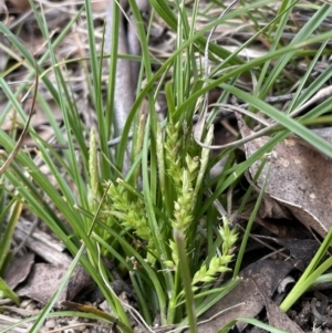 Carex breviculmis at Rendezvous Creek, ACT - 15 Oct 2022 04:01 PM