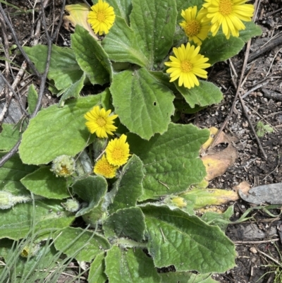 Cymbonotus sp. (preissianus or lawsonianus) (Bears Ears) at Rendezvous Creek, ACT - 15 Oct 2022 by JaneR