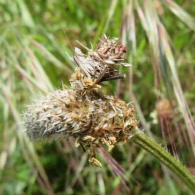 Psychidae (family) IMMATURE (Unidentified case moth or bagworm) at Hawker, ACT - 15 Oct 2022 by Christine