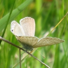 Lampides boeticus at Hawker, ACT - 15 Oct 2022 02:18 PM