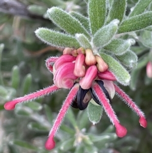 Grevillea lanigera at Rendezvous Creek, ACT - 15 Oct 2022