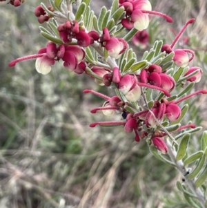 Grevillea lanigera at Rendezvous Creek, ACT - 15 Oct 2022