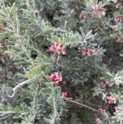 Grevillea lanigera at Rendezvous Creek, ACT - 15 Oct 2022