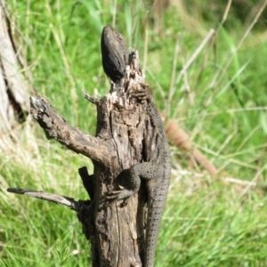 Pogona barbata at Ainslie, ACT - suppressed