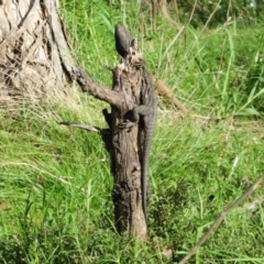 Pogona barbata at Ainslie, ACT - suppressed