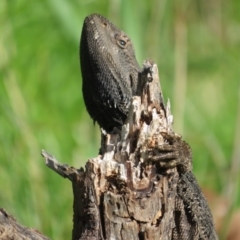 Pogona barbata at Ainslie, ACT - suppressed