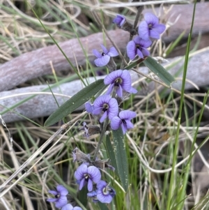 Hovea heterophylla at Rendezvous Creek, ACT - 15 Oct 2022