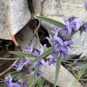 Hovea heterophylla at Rendezvous Creek, ACT - 15 Oct 2022 02:11 PM